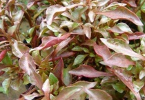 五色苋种类有哪些？