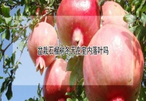 盆栽石榴树冬天在室内落叶吗？
