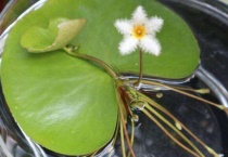 什么鱼适合和一叶莲养