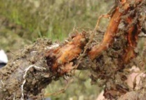 变态茎和根有什么区别？？