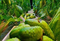 太空种子的常见误区有哪些？太空食品都是大块头吗？