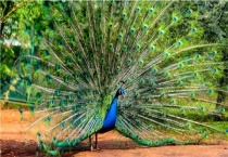 养孔雀犯法吗？