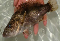 鳌花鱼和桂鱼有什么不同 附鳌花鱼的生活习性