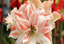 朱顶红几月份剪叶子好