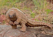 穿山甲一胎生几个