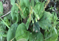 车前草的产地分布 附产地环境