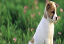 介绍狗狗的五种生活习性 分别有哪些特点