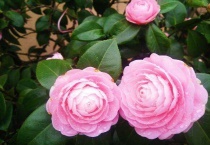 山茶花叶片黑尖怎么办？