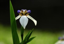 巴西鸢尾是兰花吗？