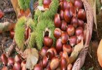 板栗的采收时间 怎样贮藏