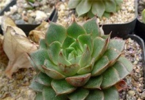 多肉植物象牙怎么养