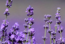 弥勒薰衣草几月份开花