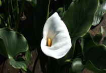 海芋花有毒吗？