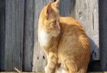 猫身上有跳蚤怎么办？去除跳蚤的多久？