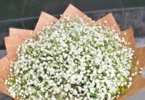 满天星种子一盆放几个