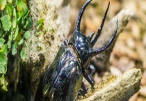 独角仙幼虫吃什么？