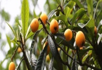 盆栽枇杷开花结果需要几年 附种植多久？