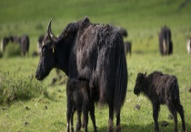 牦牛是否为保护动物 耗牛有什么生活习性