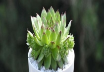 哪些植物适合在家中种植 如何挑选