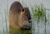 海狸鼠的养殖技术 附生活习性和场馆建造