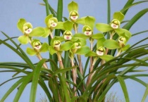 兰花种类有哪些？