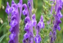 今年春天适合种哪些药材？这五种前景丰厚