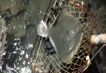 多宝鱼、比目鱼、左口鱼、偏口鱼的区别？ 看如下几方面