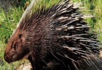 可以在农村进行豪猪养殖吗 豪猪怎么养