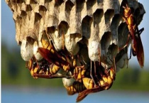 马蜂筑巢是好兆头吗 附注意事项