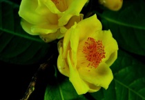 金茶花种子种植多久？