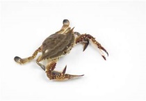 梭子蟹放自来水里能活么