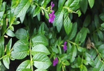 萼距花和满天星的区别？