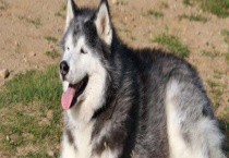 阿拉斯加犬多少钱一只 不同地区价格不同