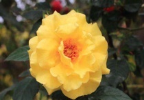 最耐高温40度的植物有哪些？