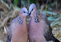 珠颈斑鸠是保护动物吗？附生活习性和繁殖习性