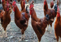 公鸡为什么早上会打鸣 反映了什么？