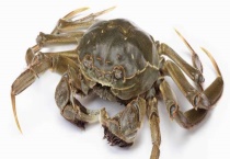 阳澄湖大闸蟹的鉴别方法 应从这五个方面鉴别