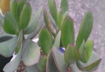 厚脸皮植物能放卧室吗？