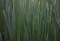 葱有白斑用什么农药？