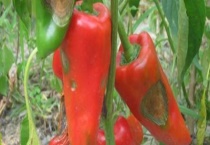 辣椒炭疽病防治技术 附炭疽病是什么？