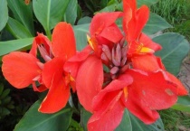 美人蕉冬季不起根会冻死吗？