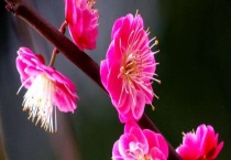 送梅花代表什么意思