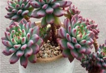 蓝苹果多肉耐寒吗？