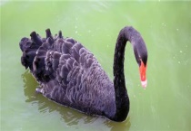 黑天鹅会飞吗？