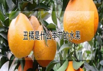 丑橘什么季节的水果