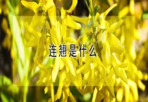 连翘是什么？