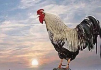 为什么鸡会打鸣