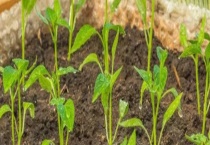 矮壮素药害怎么解决 矮壮素药害的症状有哪些？