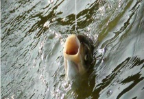 夏季钓鲢鱼技巧大全 附其饵料配置