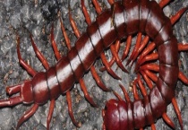 蜈蚣能不能生吃 生吃蜈蚣的危害